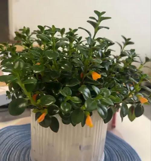 家里养哪些花寓意吉祥？