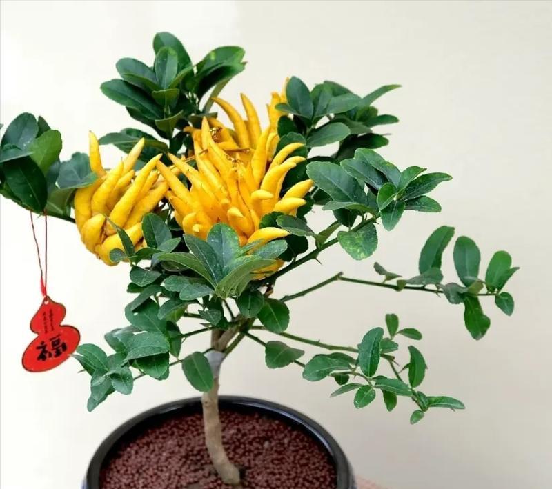 家里养哪些花寓意吉祥？