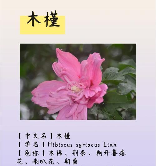 花朝节的拼音和含义是什么？它在传统中扮演什么角色？