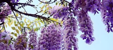 紫色花象征光明和希望吗？如何选择寓意积极的花？