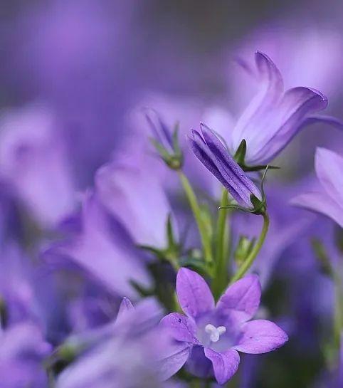 紫色花象征光明和希望吗？如何选择寓意积极的花？