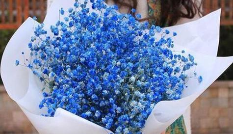 长寿花兰色的花语和寓意是什么？如何选择？