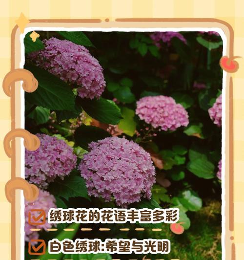 花卉花语如何表达浪漫情感？