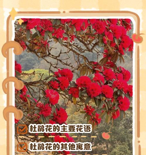 花卉花语如何表达浪漫情感？