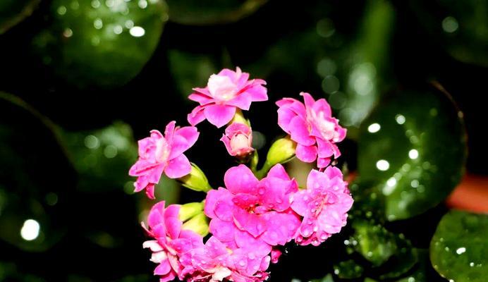 哪些花代表福寿安康的寓意？它们的含义是什么？