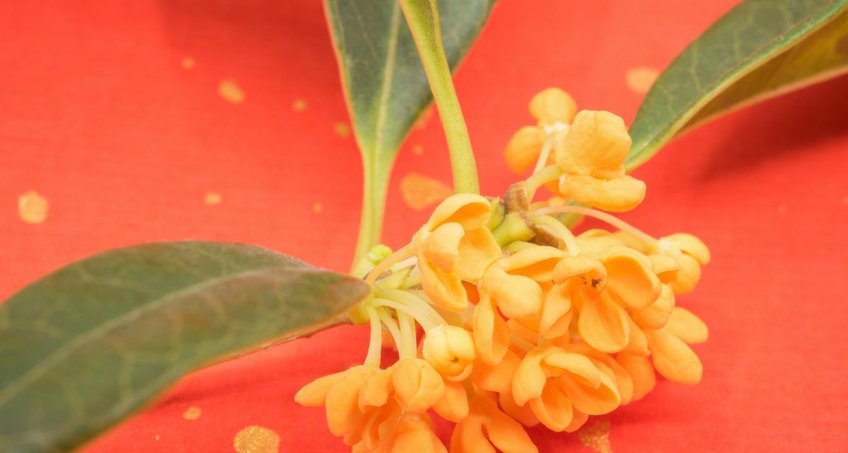 桂花的花语是什么？它如何象征平安？