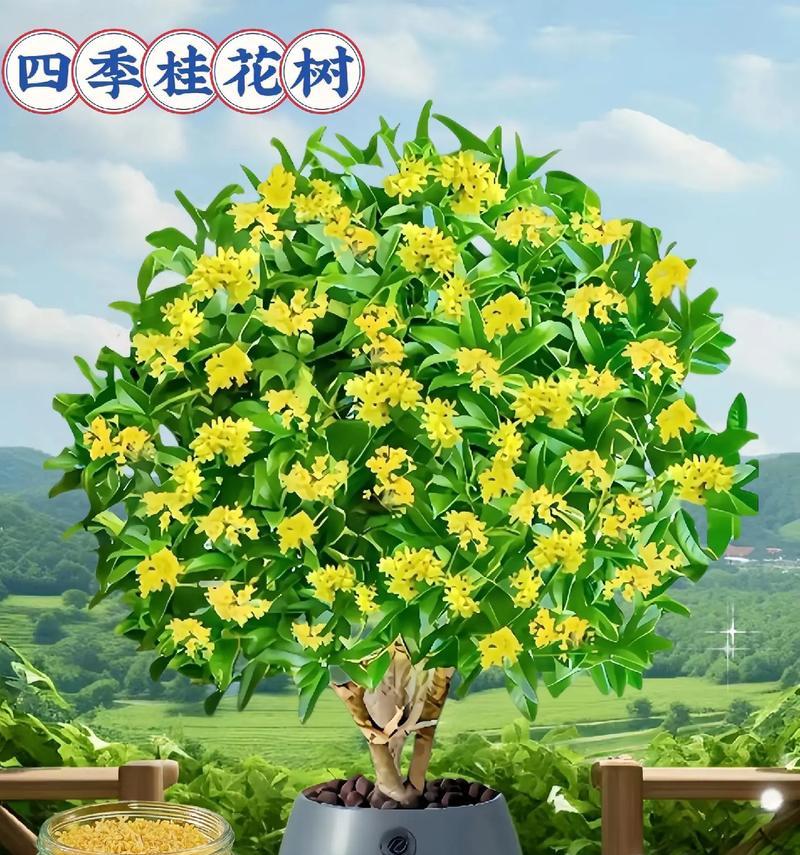 桂花的花语是什么？它如何象征平安？