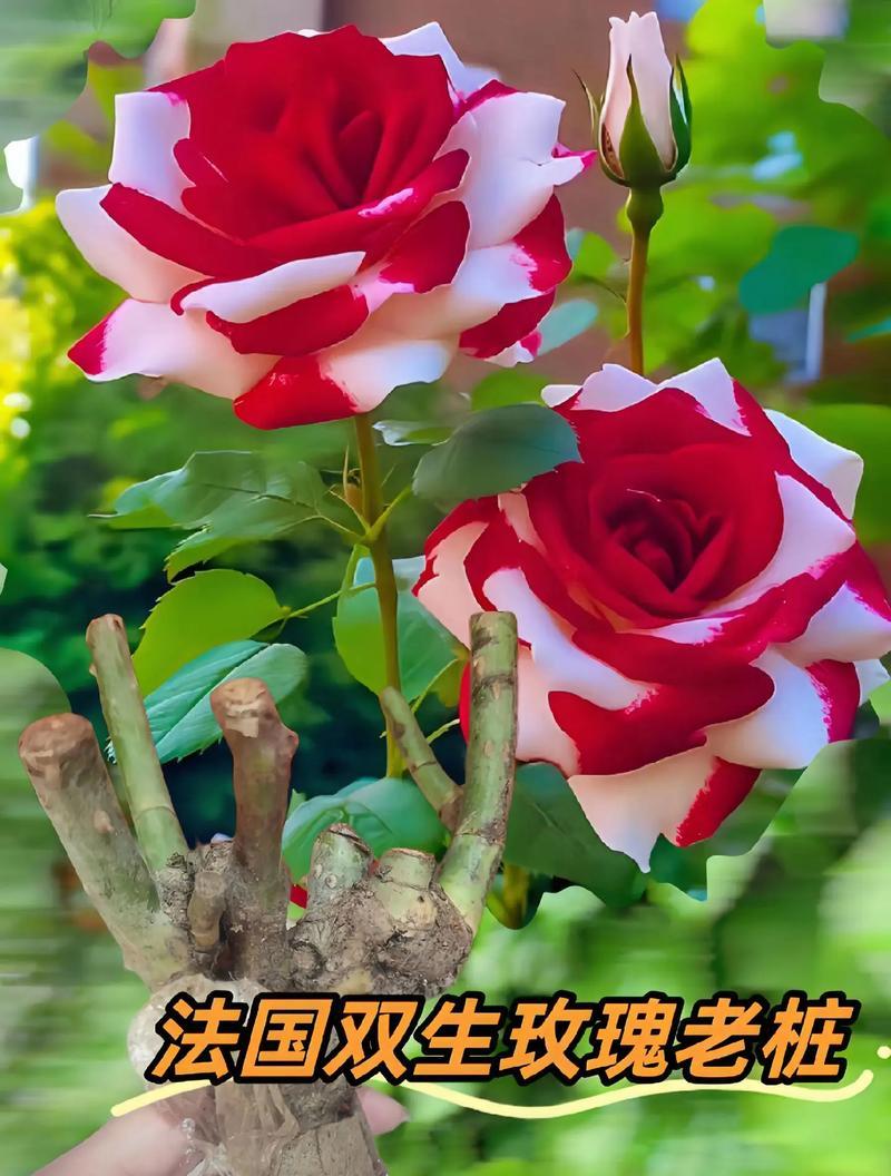 富贵姐送玫瑰花有什么寓意？它代表了什么？