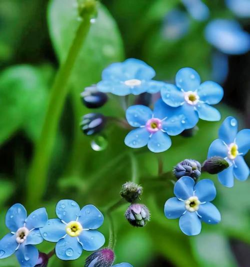 哪种花象征着可怜的爱情？可怜爱情的花语是什么？