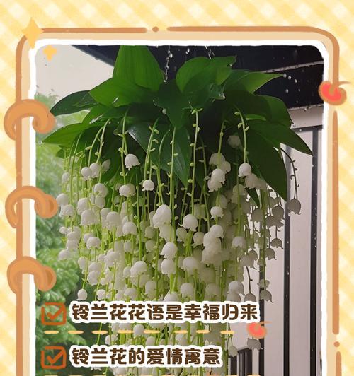 哪种花的花语是快乐和长久？