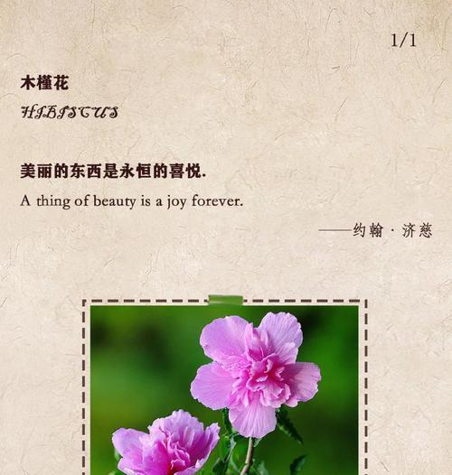 哪种花的花语是快乐和长久？