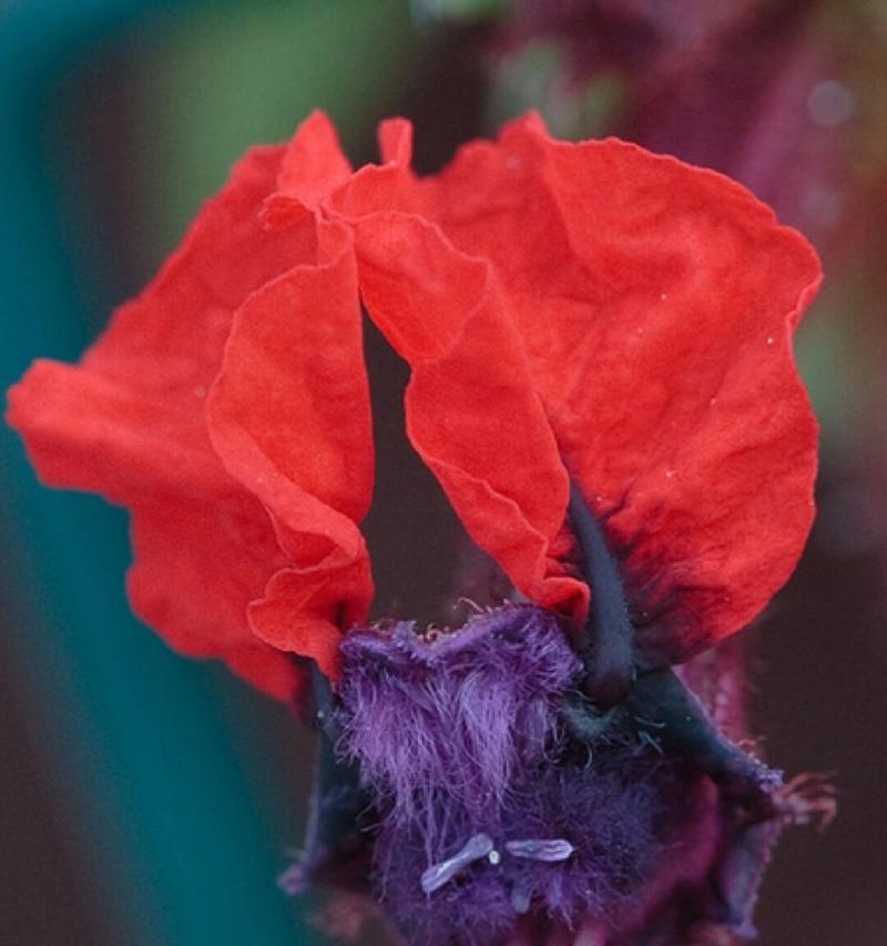 古代爱情的花有哪些？象征爱情的花是什么？