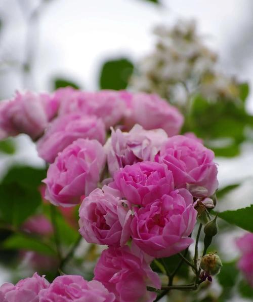 古代爱情的花有哪些？象征爱情的花是什么？