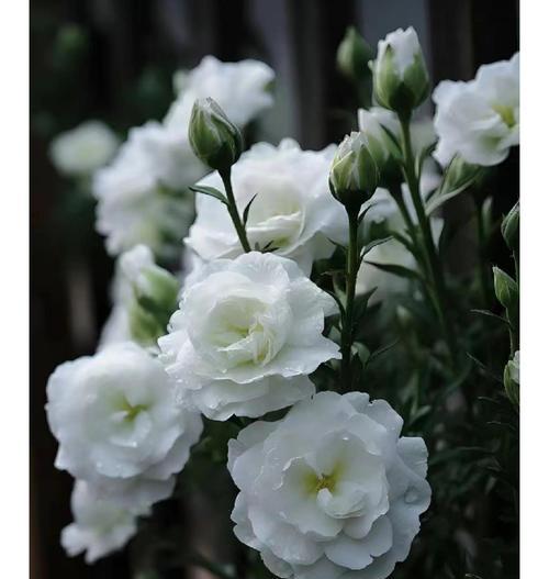 古代爱情的花有哪些？象征爱情的花是什么？