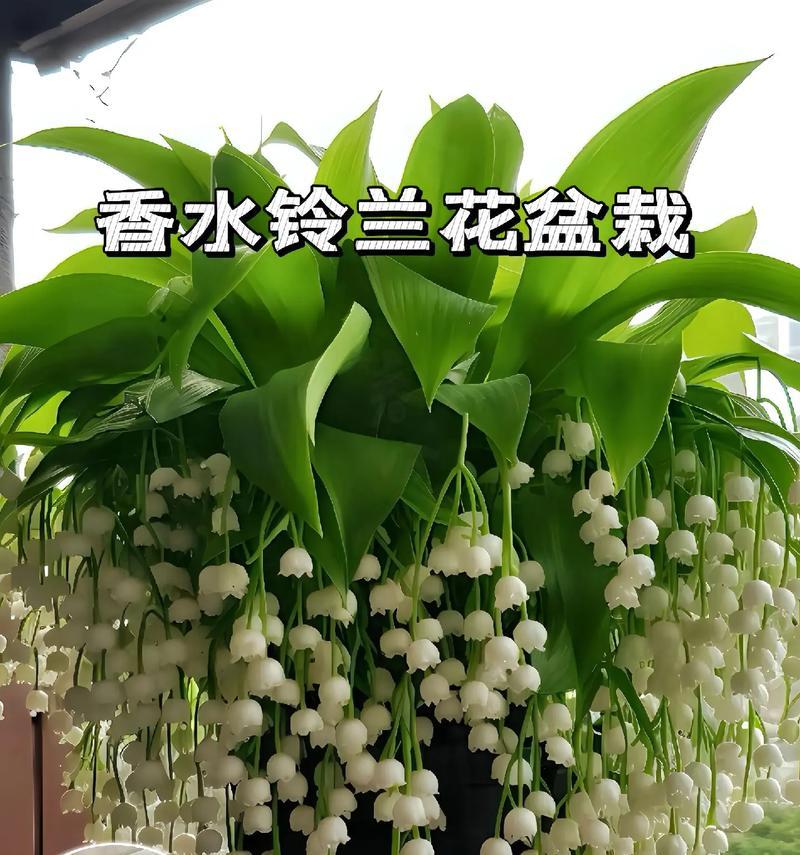 手捧花搭配铃兰的含义是什么？铃兰在花束中的象征意义？