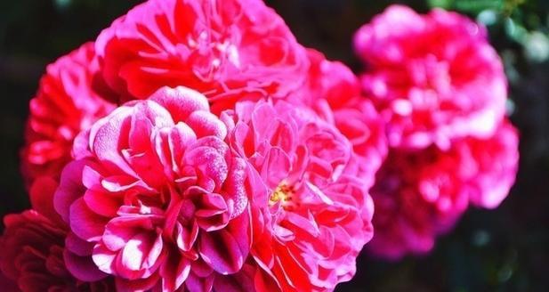 特别寓意的粉色花是什么花？粉色花的象征意义有哪些？