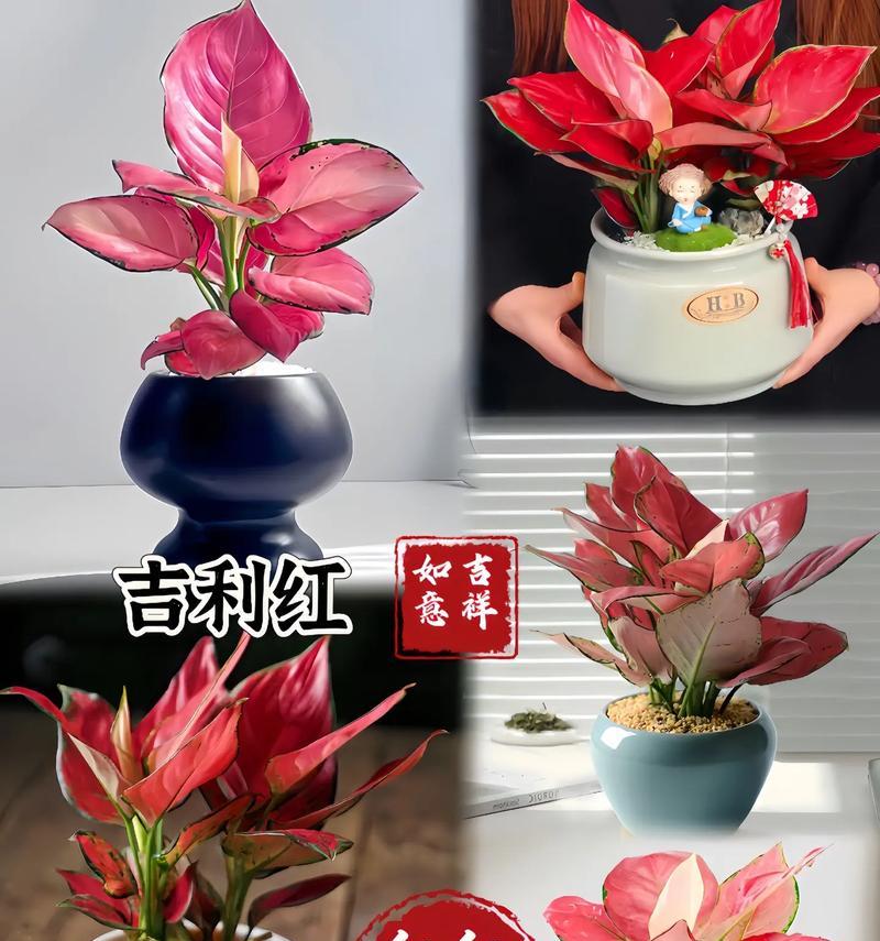 如意不同寓意的花有哪些？寓意分别是什么？