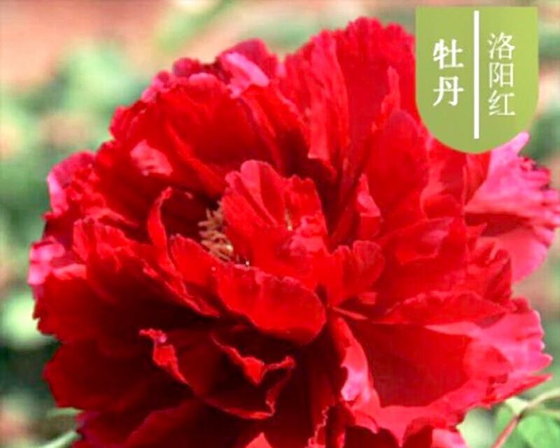 红色牡丹花象征着什么？