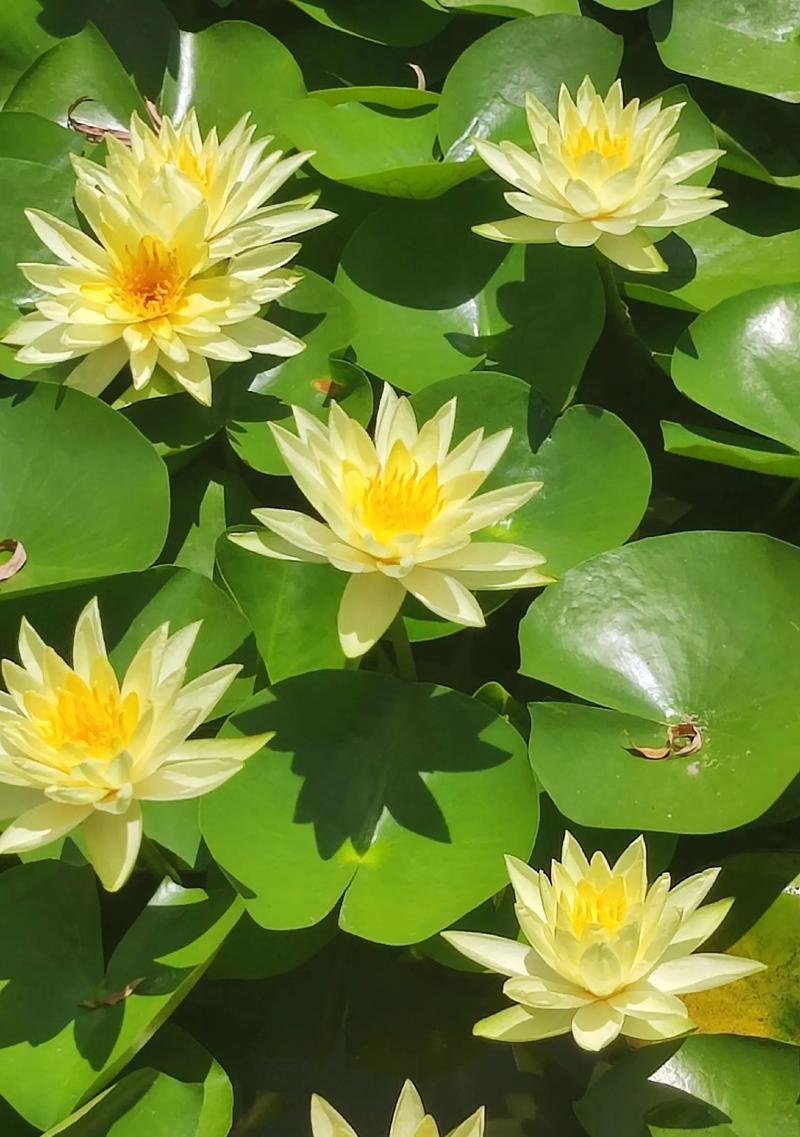 哪种花寓意代表身体好运？