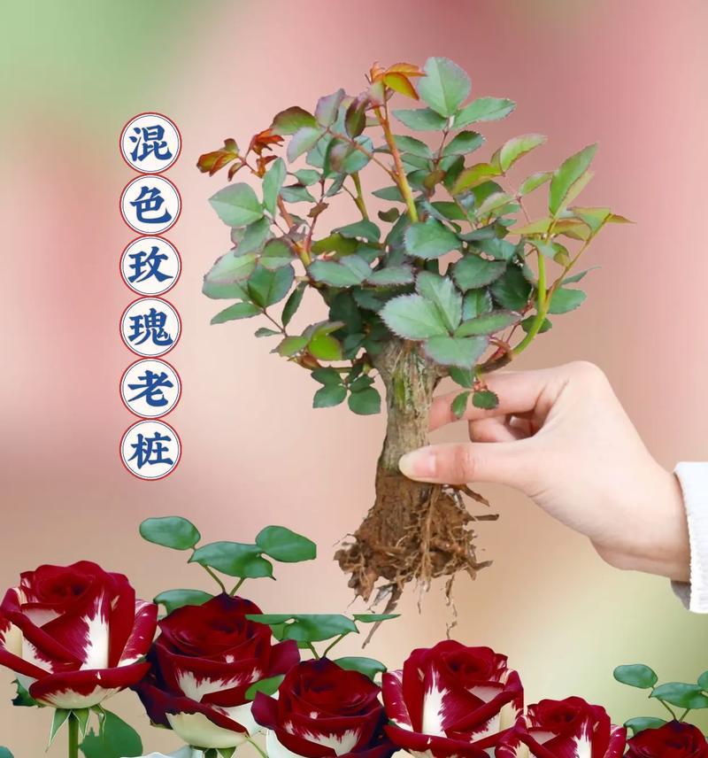 两盆玫瑰花的寓意是什么？花语中浪漫的含义有哪些？