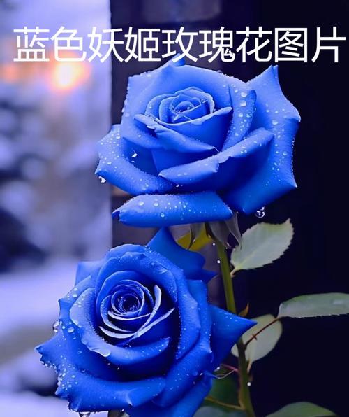 两盆玫瑰花的寓意是什么？花语中浪漫的含义有哪些？