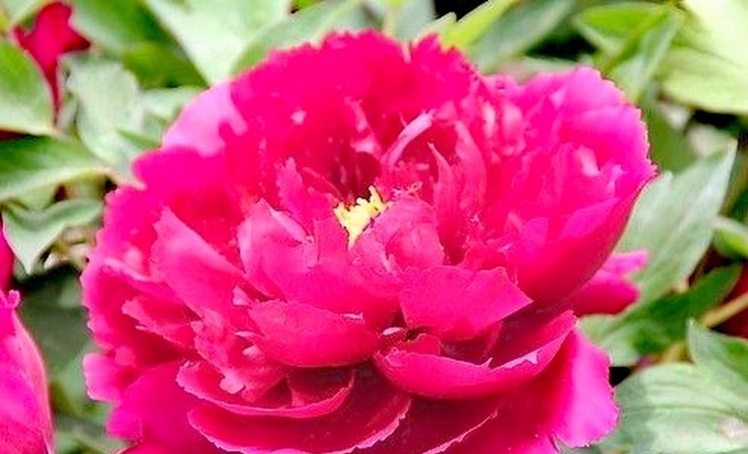 红色杜丹花象征什么？