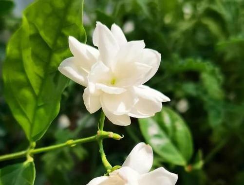 哪种花象征着传承文化？传承文化的花是什么？
