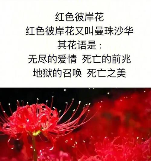 哪种花寓意着不好的爱情？