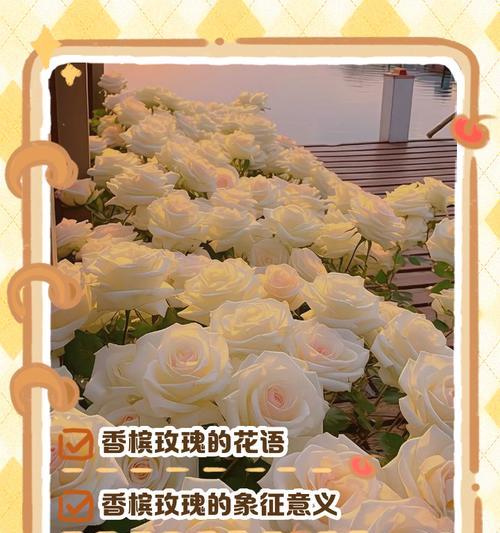 “得到你”花语的甜蜜含义是什么？
