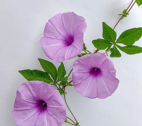 紫色花语威宁是什么意思？紫色花有哪些美好寓意？