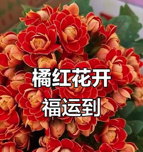 长寿花的寓意是什么？漂亮的长寿花象征着什么？