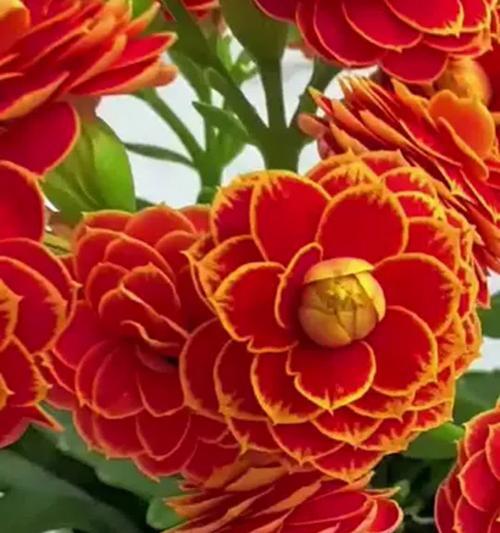 长寿花的寓意是什么？漂亮的长寿花象征着什么？