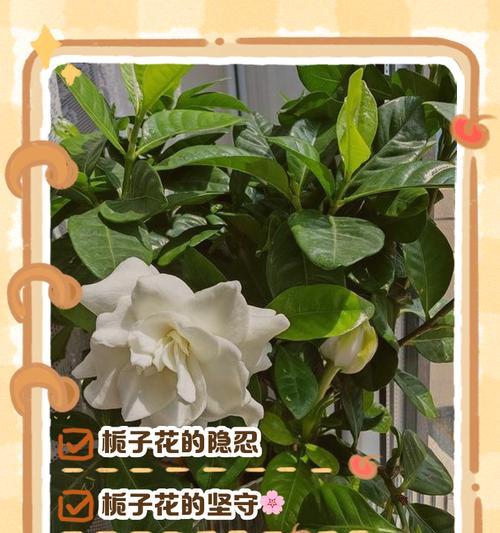 栀子花象征好运的句子有哪些？栀子花的花语是什么？