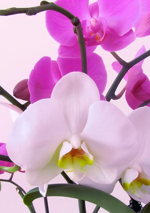 手捧花小风铃象征着什么？它的寓意是什么？