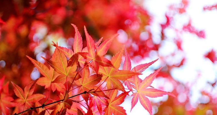 绿色枫叶手捧花的寓意是什么？自然元素在婚礼中的意义？