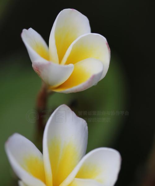 白色的花象征着什么？白色花朵的寓意有哪些？