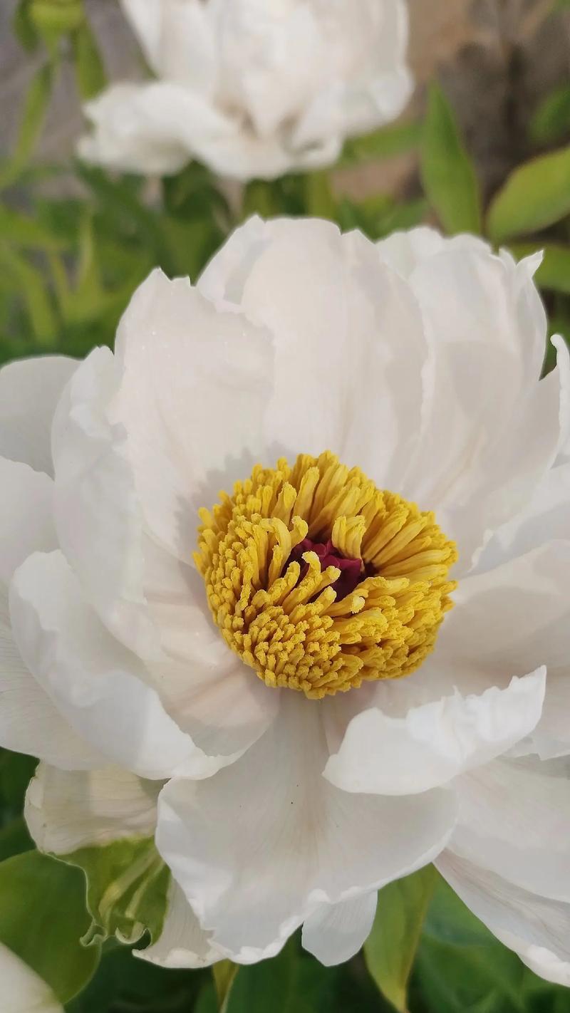 白色的花象征着什么？白色花朵的寓意有哪些？