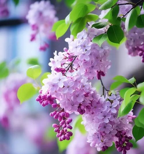 象征爱情的花有哪些？爱情之花代表什么？