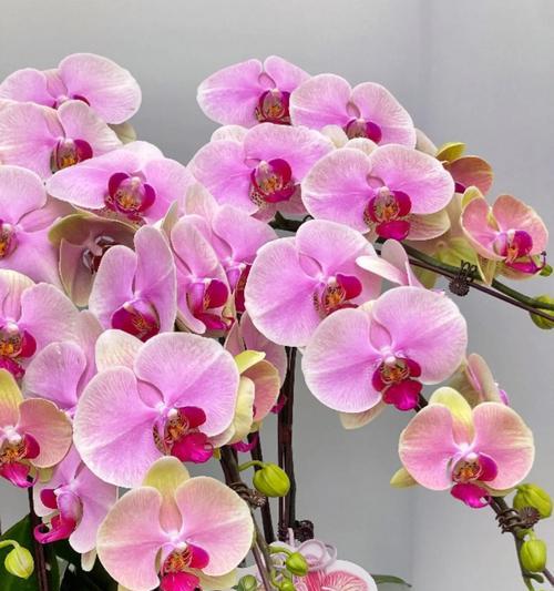 象征爱情的花有哪些？爱情之花代表什么？
