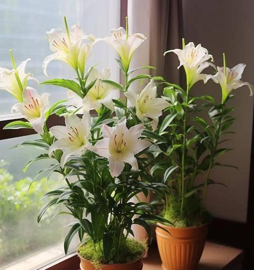 哪种花象征安康与财运？其花语和寓意是什么？
