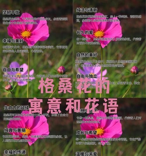 哪种花象征安康与财运？其花语和寓意是什么？