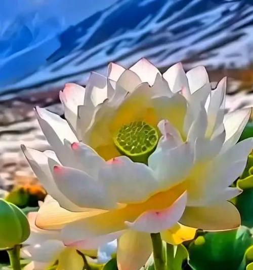 哪些花象征着好运即将发生？