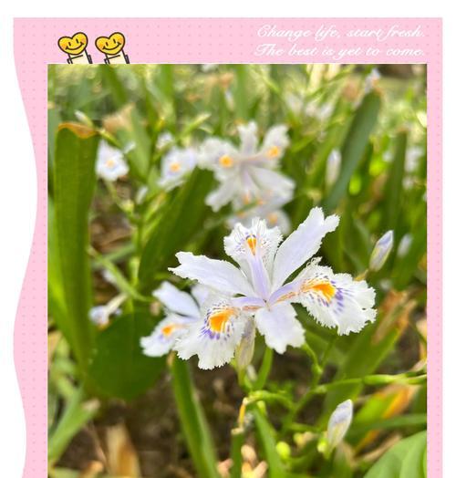哪些花象征康宁？康宁的花有哪些寓意？