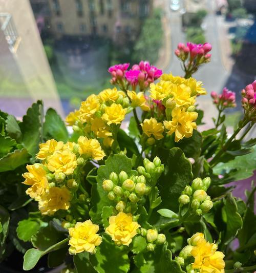 哪些花象征着长寿？长寿寓意的花卉有哪些？