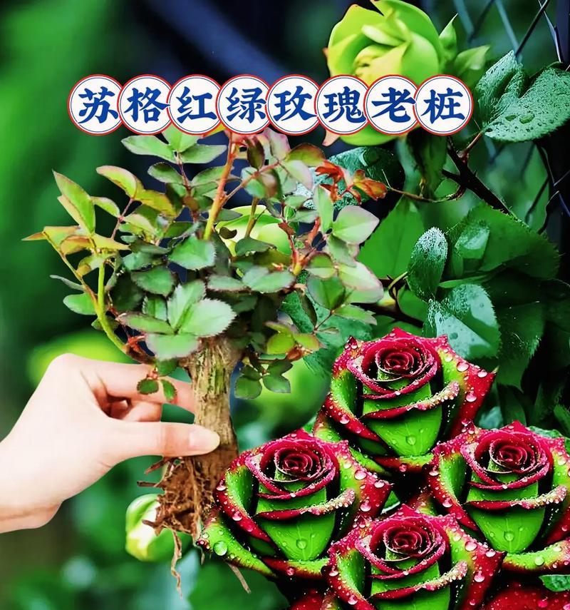 翠绿色的玫瑰花寓意是什么？