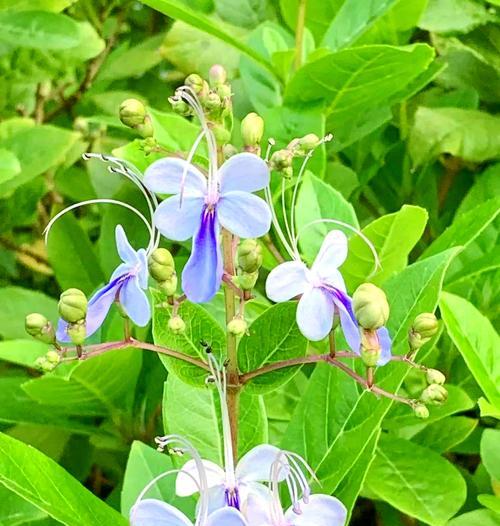 蓝色精灵花代表什么意义？