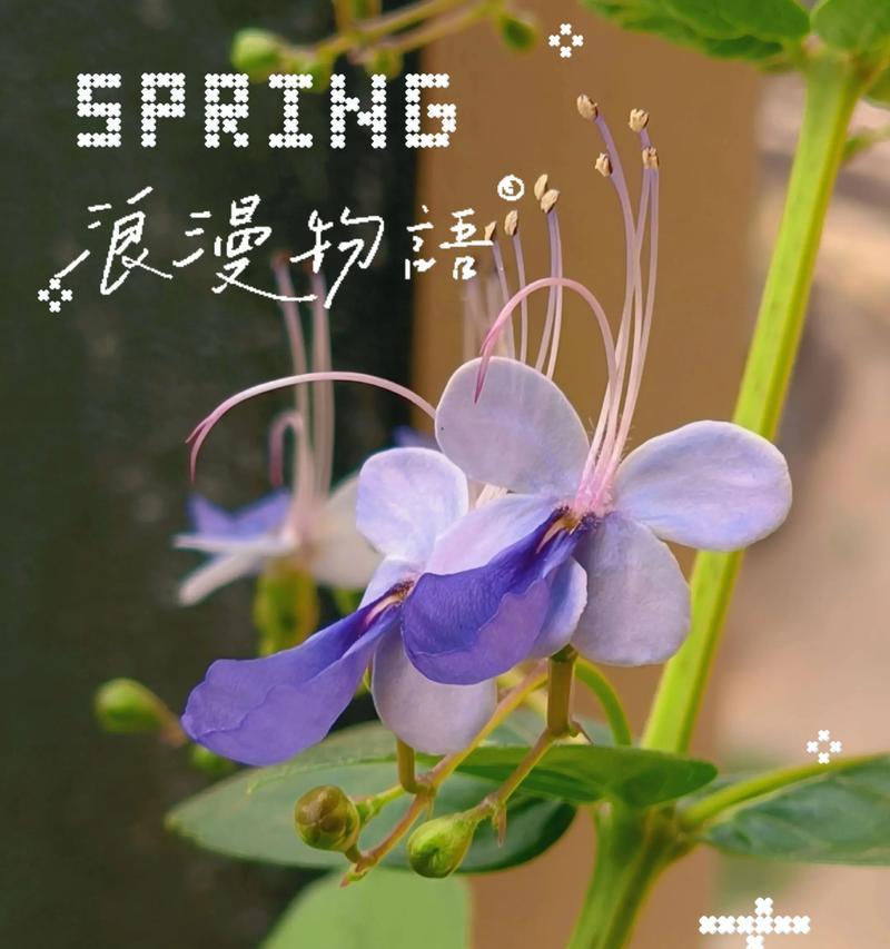 蓝色精灵花代表什么意义？