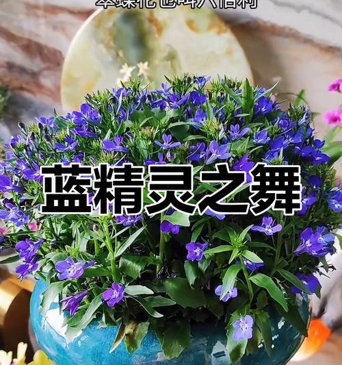 蓝色精灵花代表什么意义？