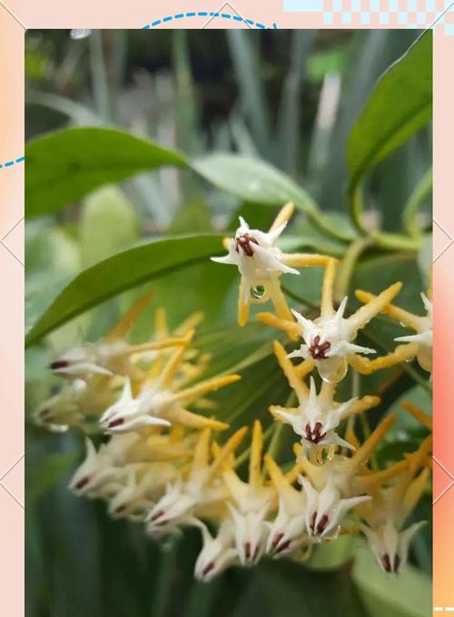 蜂花双色的花语是什么？双色蜂花的寓意有何不同？
