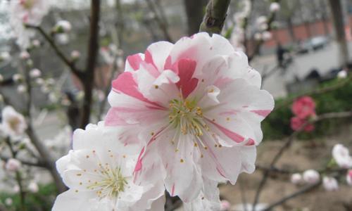 蜂花双色的花语是什么？双色蜂花的寓意有何不同？